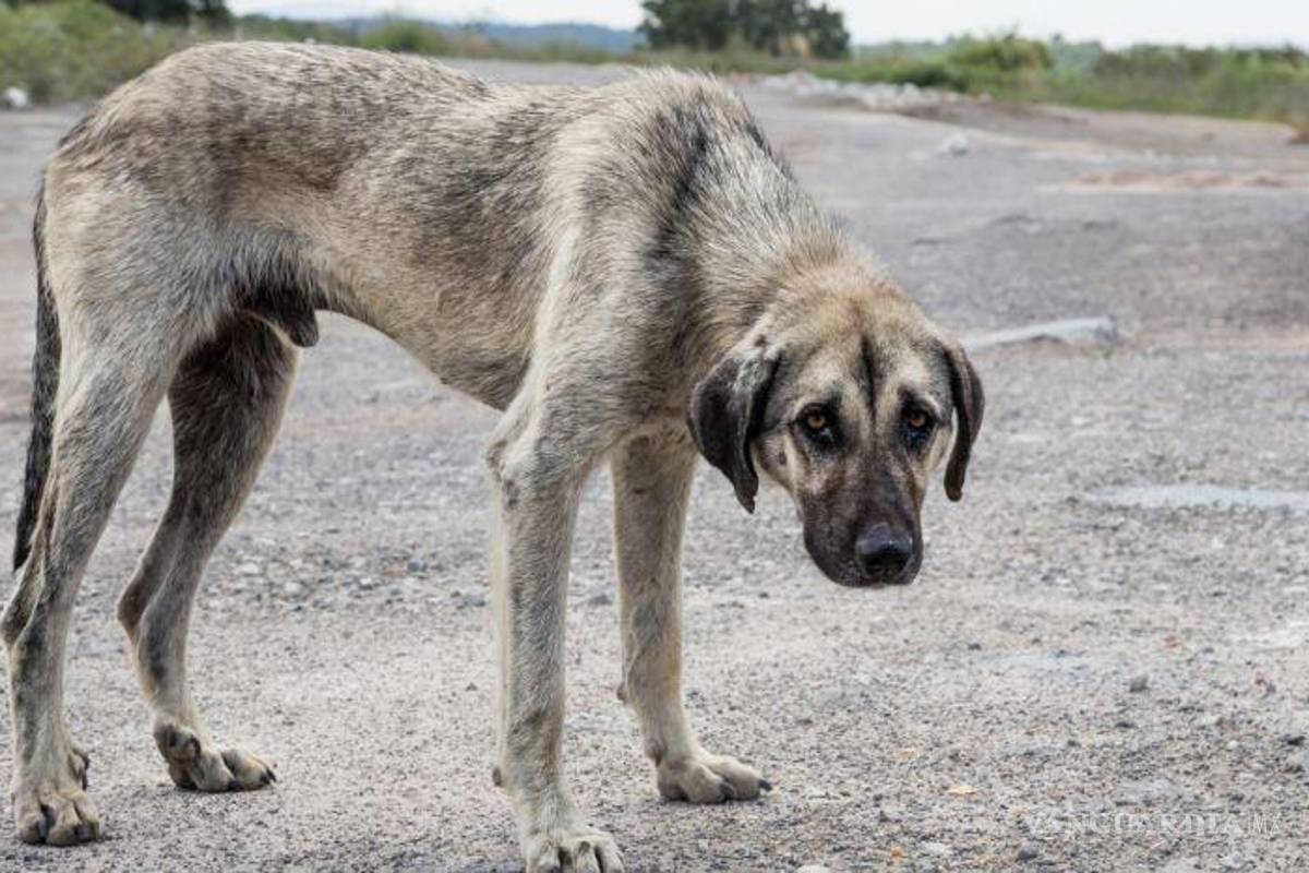 En Castaños, mujer amarra a perro a la defensa de su auto; es detenida