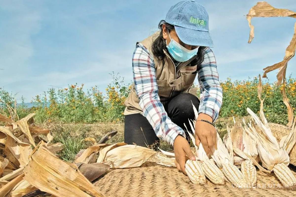 Advierten de crisis por caída de precios del maíz y el trigo
