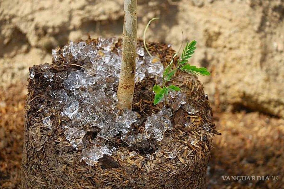 Coahuila: UAdeC desarrolla hidrogel biodegradable para reducir el consumo de agua
