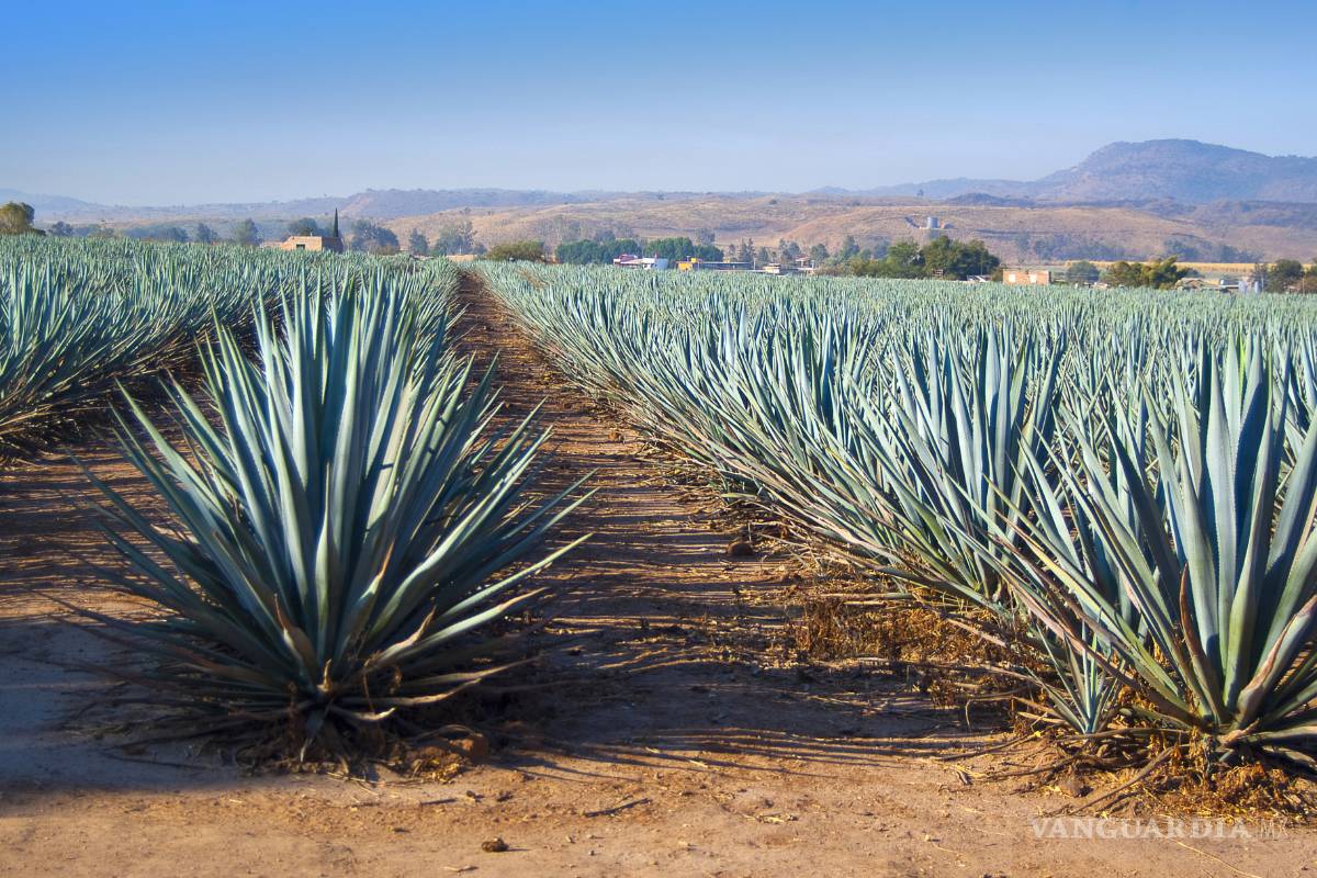 Amenaza monopolio al agave, dicen productores