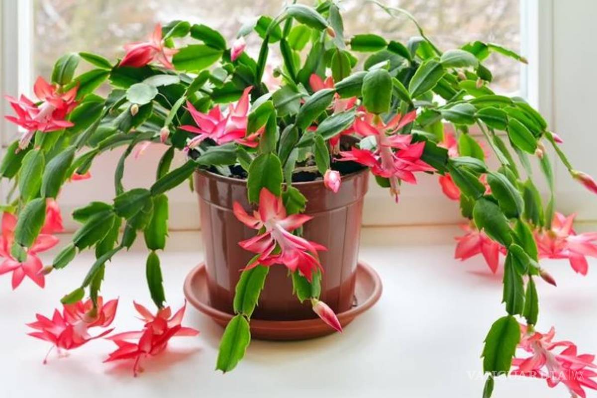 $!Entre cactus y suculentas, las plantas ideales para dar vida a tu hogar