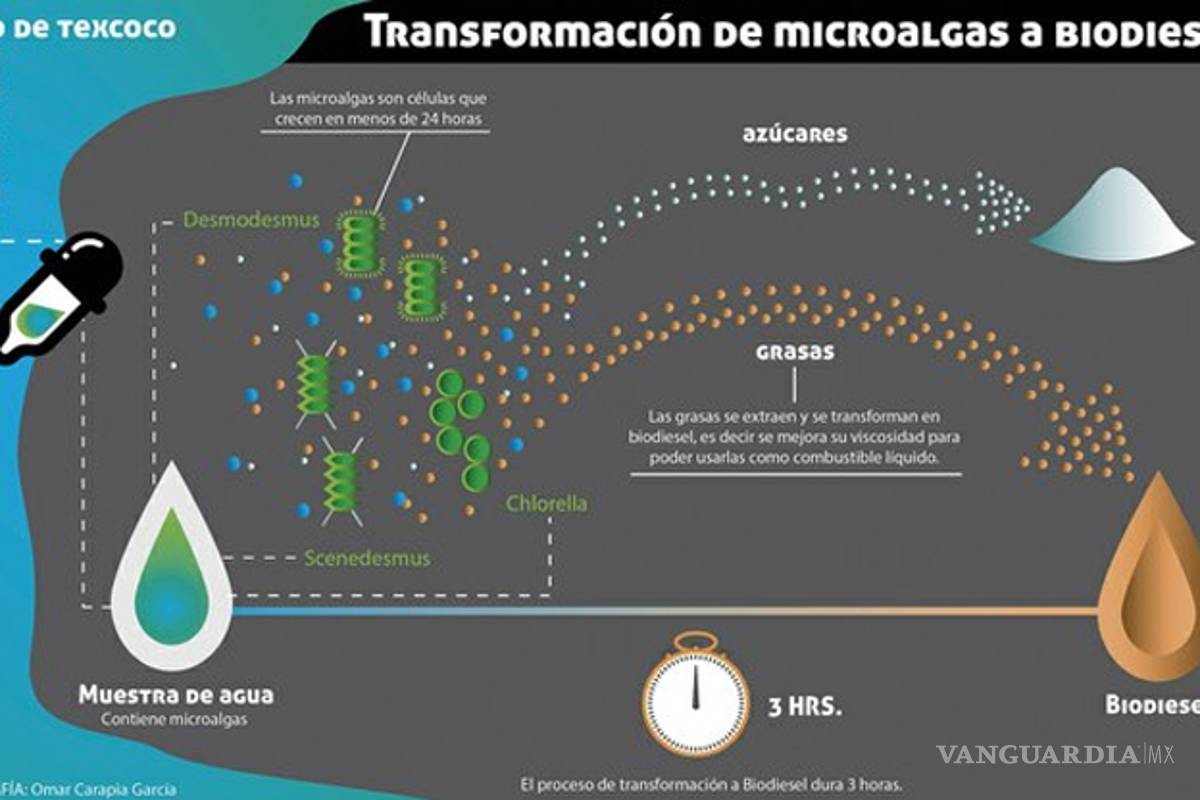 Científicos producen biodiesel a partir de microalgas