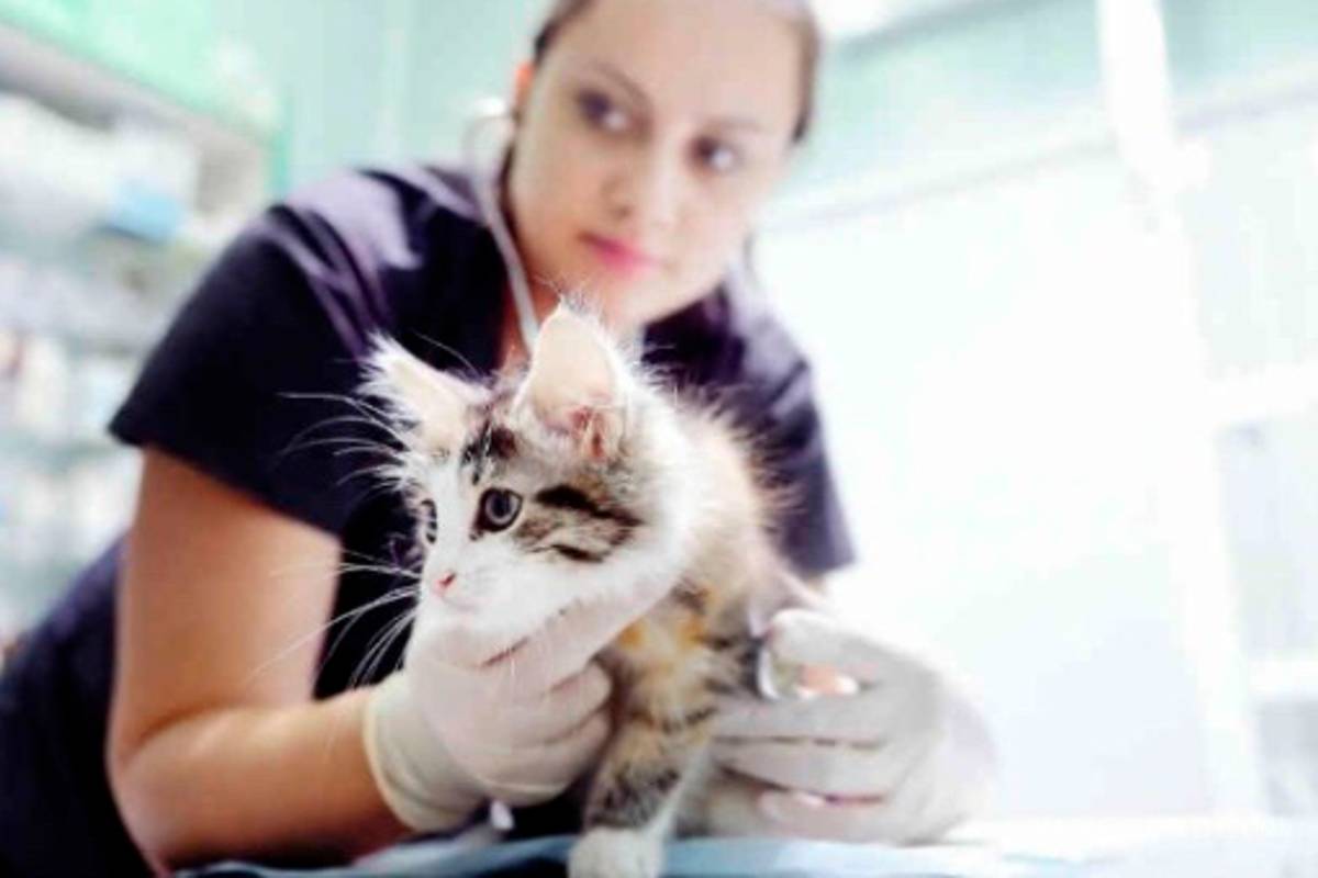 Celebra el mes del amor esterilizando a tu mascota