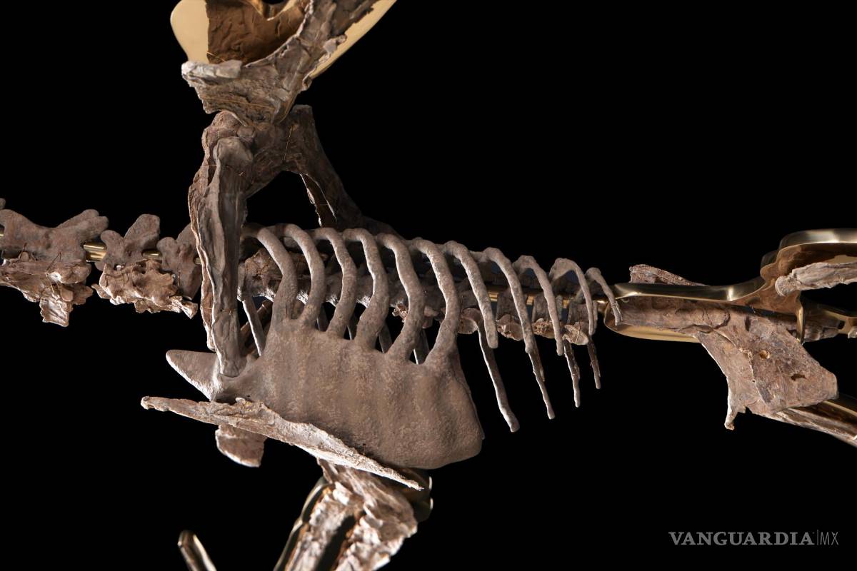 $!Se trata de uno de los fósiles más espectaculares por ser de un reptil volador con un enorme pico y un cráneo puntiagudo hacia atrás, con dos largas alas en forma de membranas, una de las piezas más buscadas en los museos y colecciones paleontológicas.