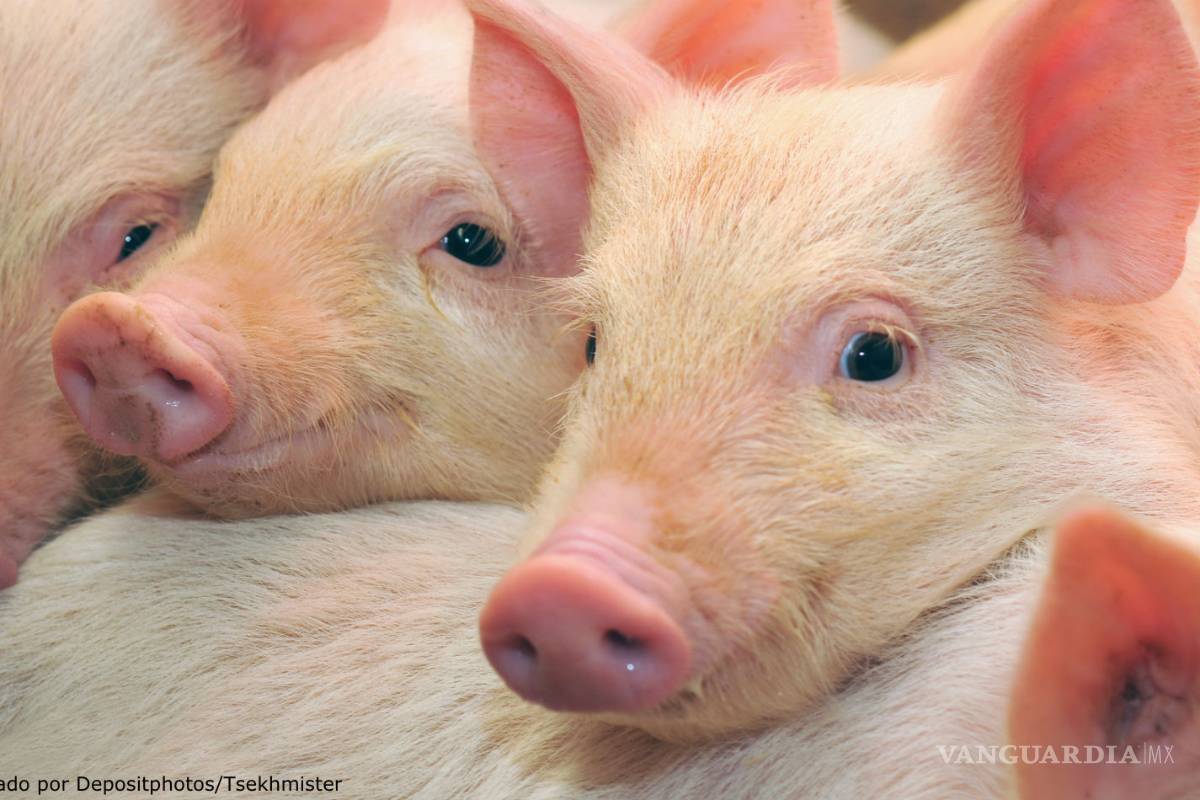 México publica la lista de más de 50 productos de EU que deberán pagar aranceles