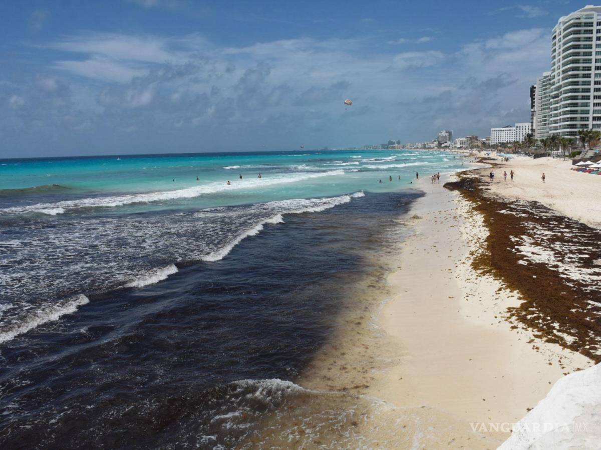 $!La macroalga se mantendrán hasta mayo, pero regresará para agosto y septiembre.