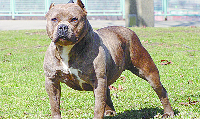 Perro pitbull mata a niño de 4 años