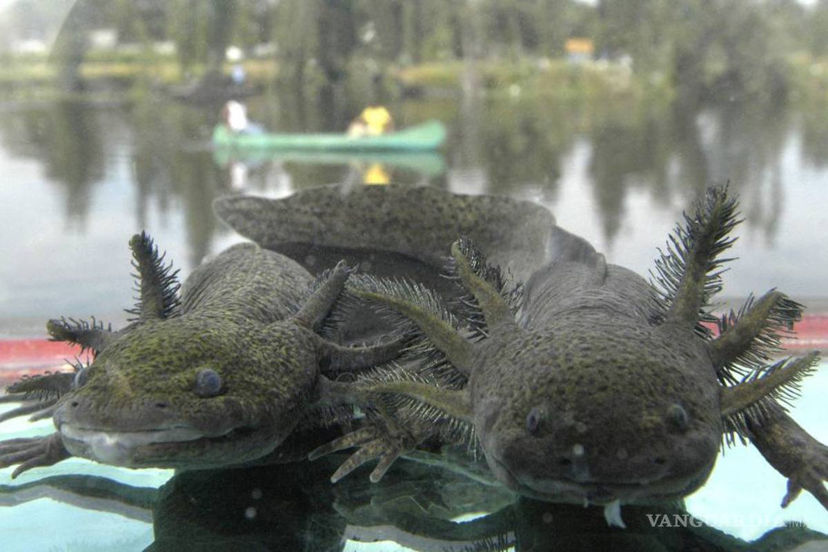 $!Xochimilco, canales con historia
