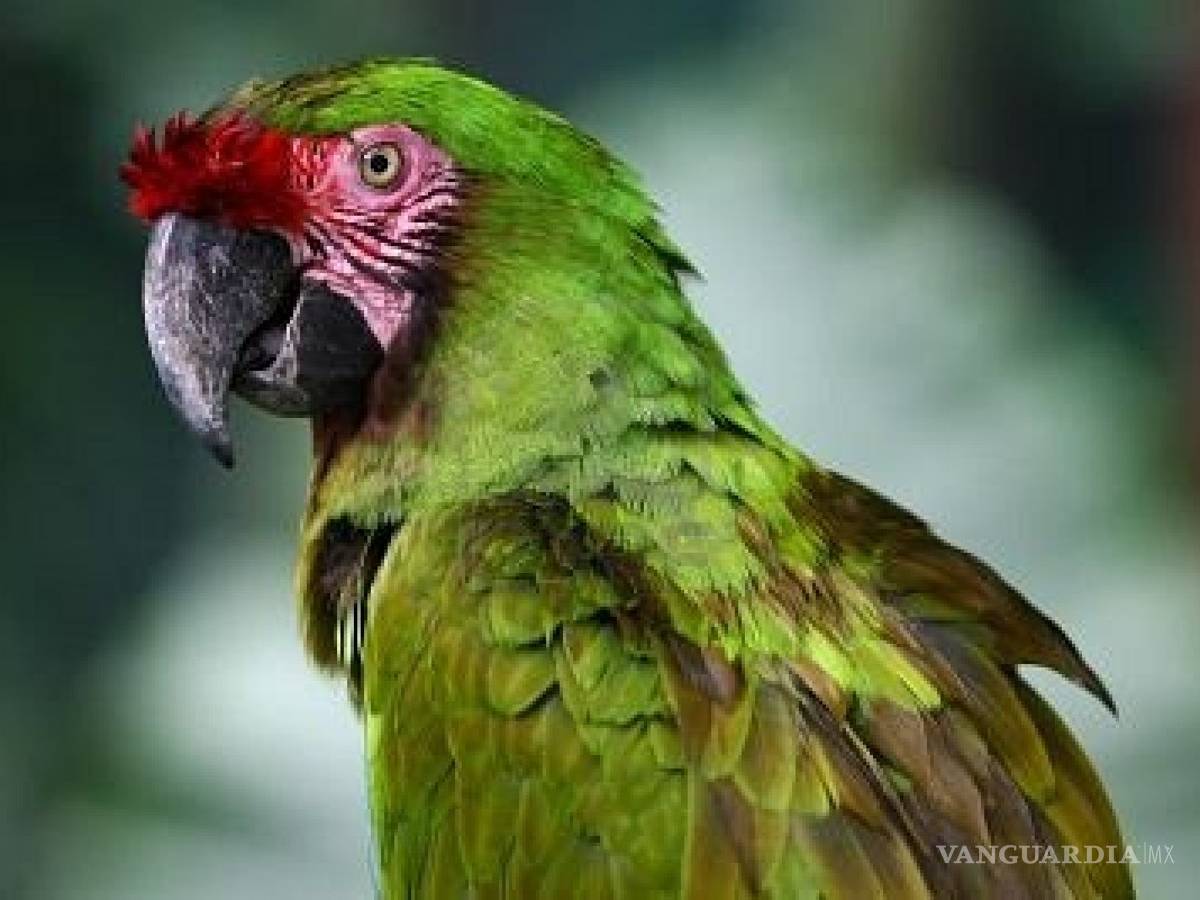 $!Pumas, venados, coyotes, y especies en peligro de extinción viven en el área del siniestro en la Sierra de Arteaga