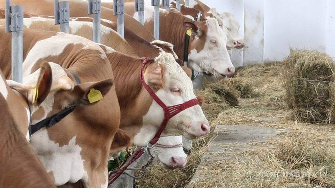 $!Desde el mes de mayo el gobierno de Estados Unidos prohibió la importación de ganado mexicano.