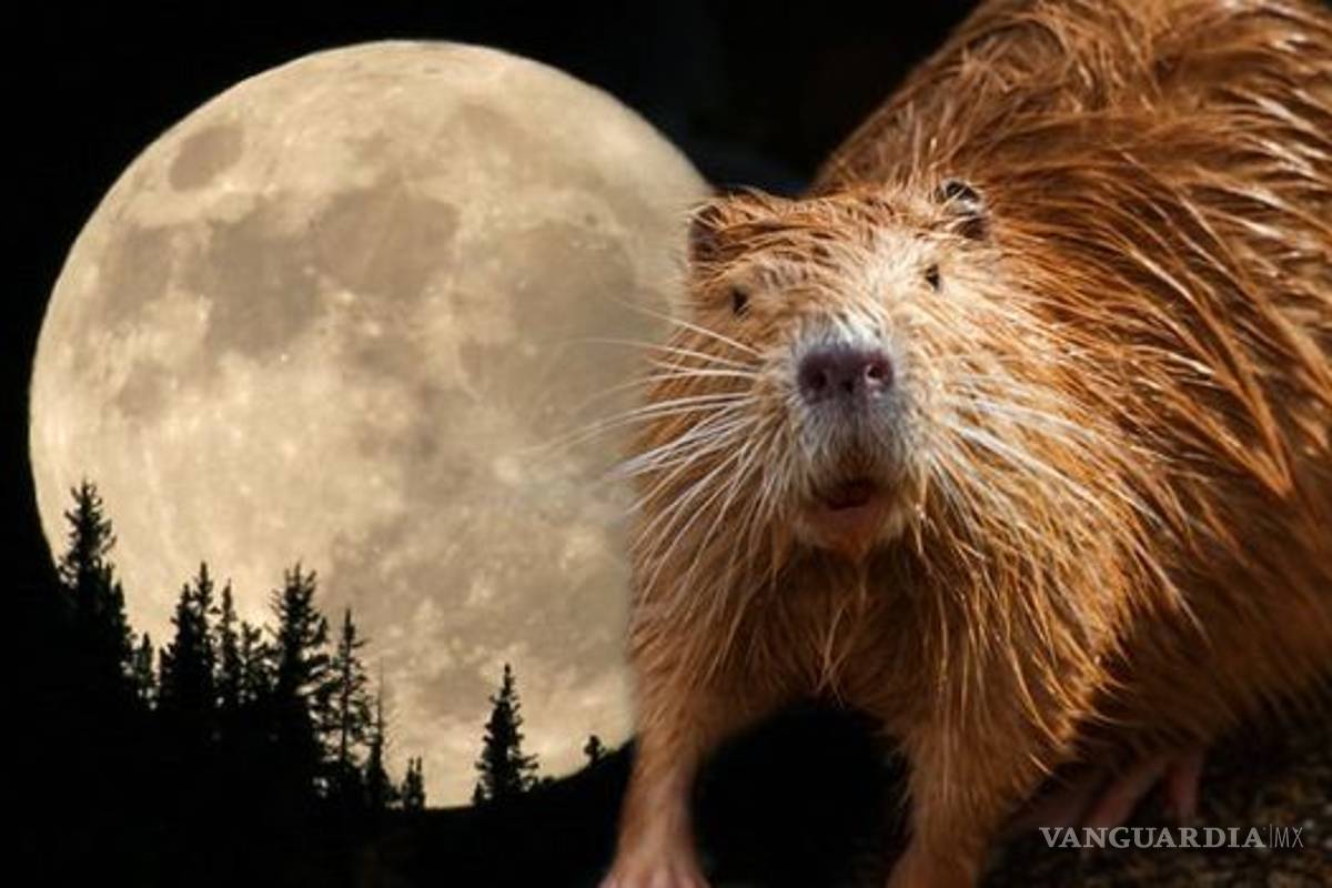 Este lunes ocurrirá un eclipse de luna llena de castor