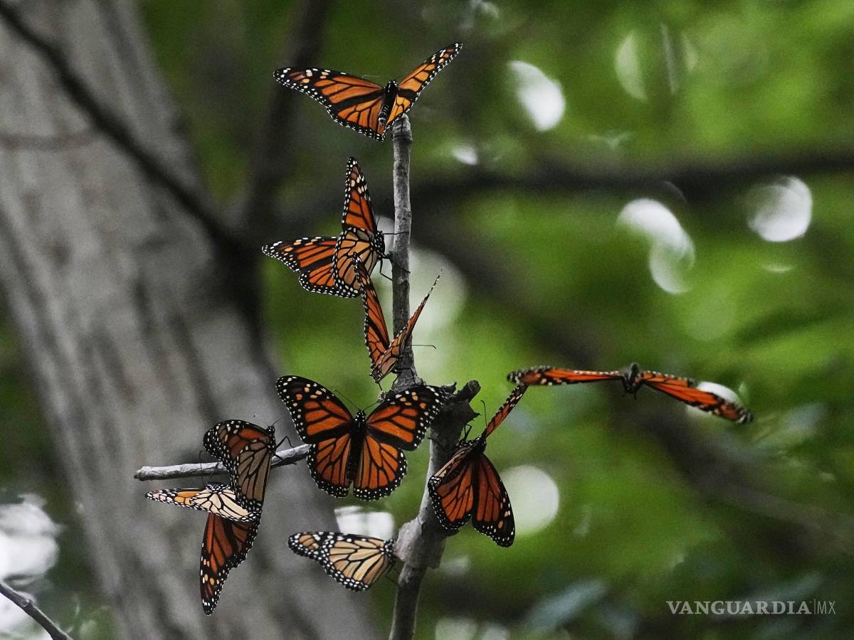 $!El número de ejemplares en los 48 estados disminuyó en promedio de un 1.3% anual desde el cambio de siglo.