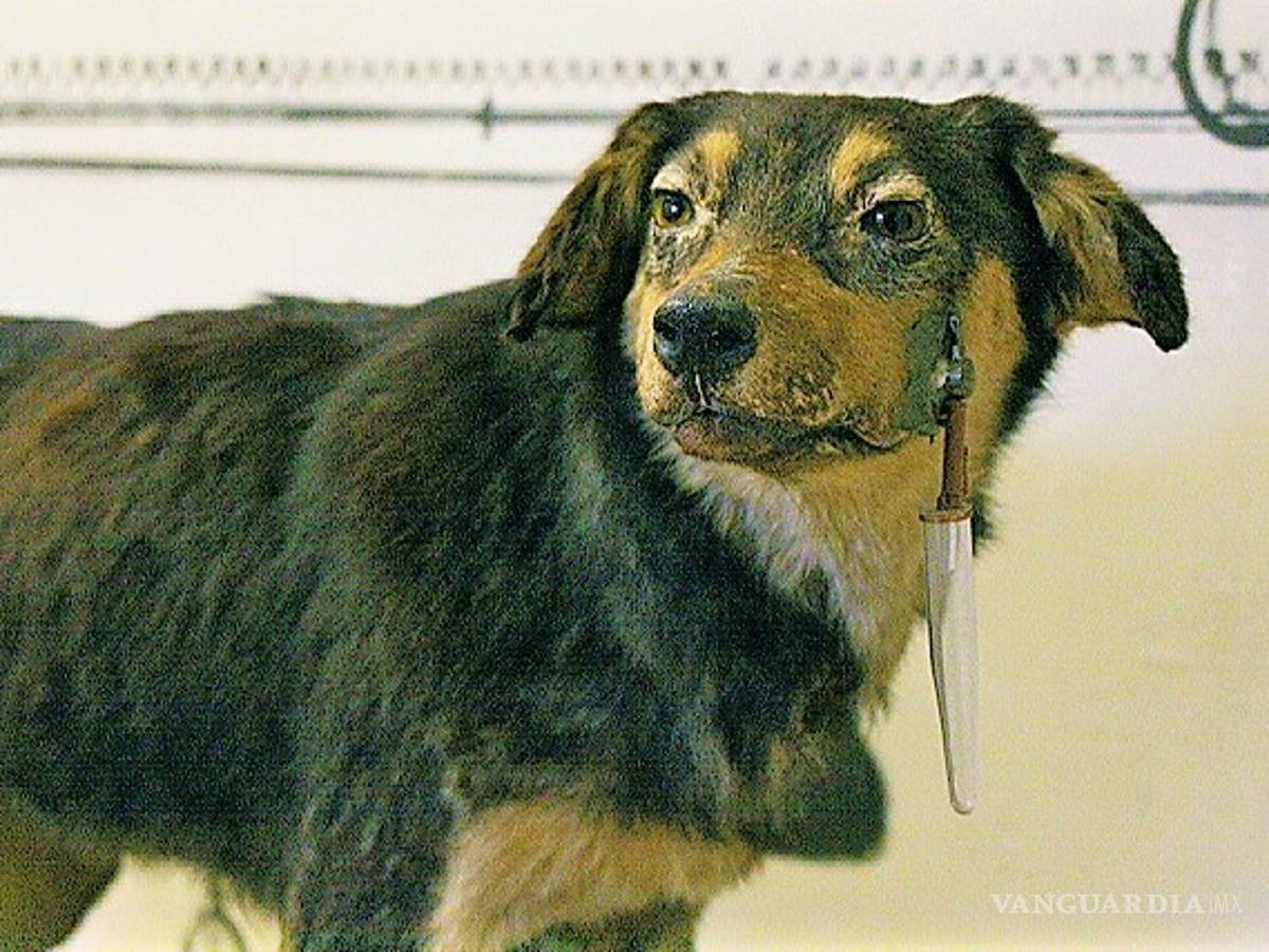 $!Estos son los animales que han contribuido en la historia de la ciencia