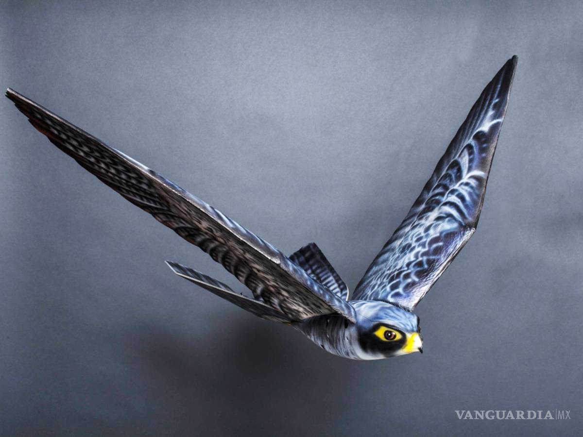 $!“Robird”, el robot halcón que cuida del aeropuerto de Edmonton en Canadá