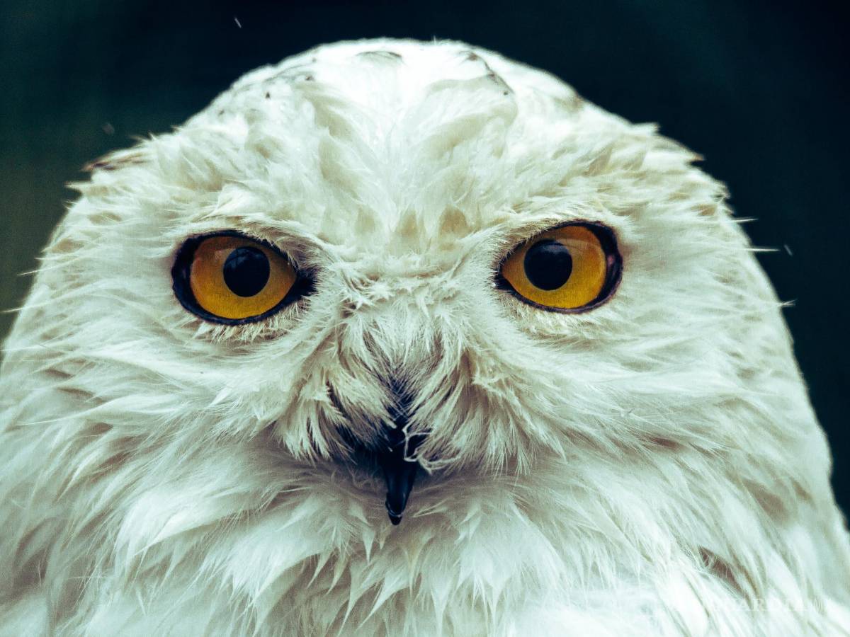 $!Gizmo fue la lechuza que tuvo una mayor participación en el filme.