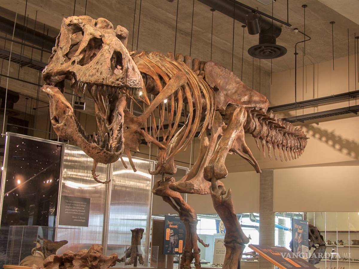$!Scotty, el tiranosaurio más grande jamás descubierto