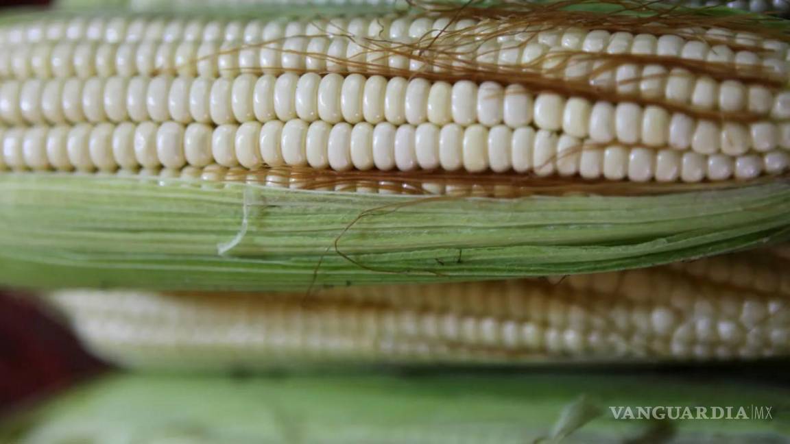 ¿Peligra el T-Mec por desacuerdos de EU con México por decreto de maíz transgénico?
