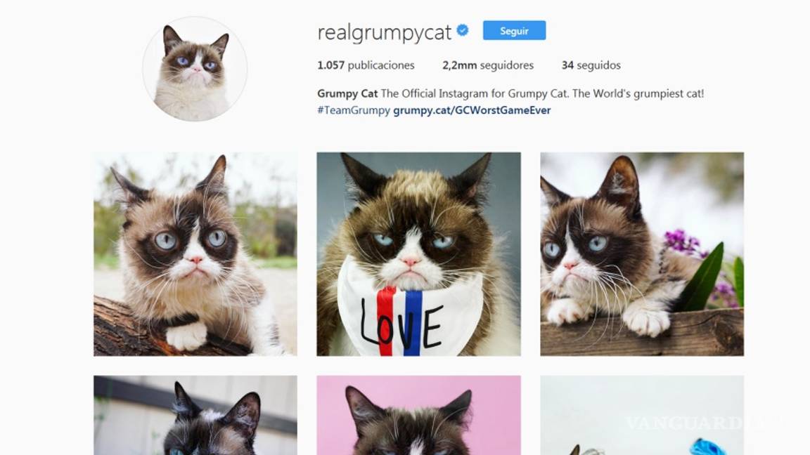 $!Gatos, los reyes de las redes sociales