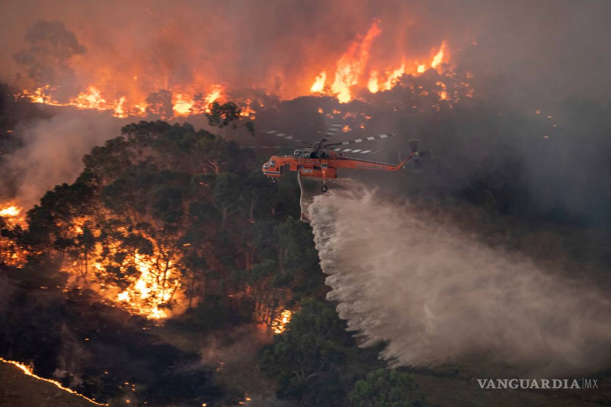 480 millones de animales son víctimas de los incendios en Australia