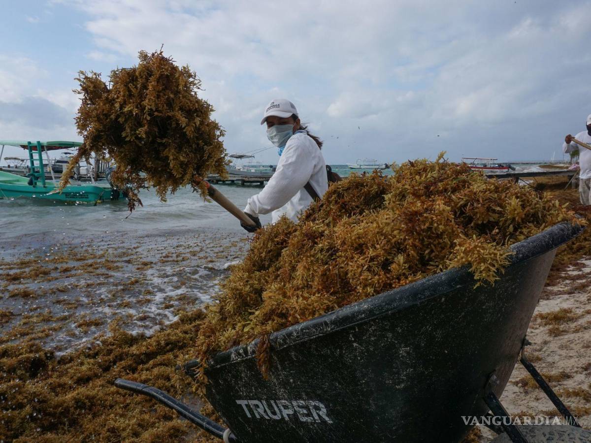 $!Semar informó que para atender esta temporada cuentan con 11 buques sargaceros.