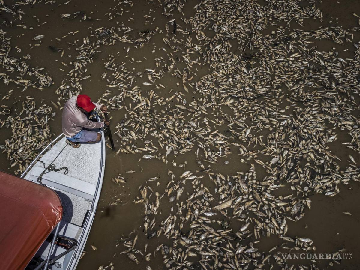 $!Paulo Monteiro da Cruz navega entre miles de peces muertos por el calor y la acidez del agua, en la Reserva de Desarrollo Sostenible Lago do Piranha, Brasil.