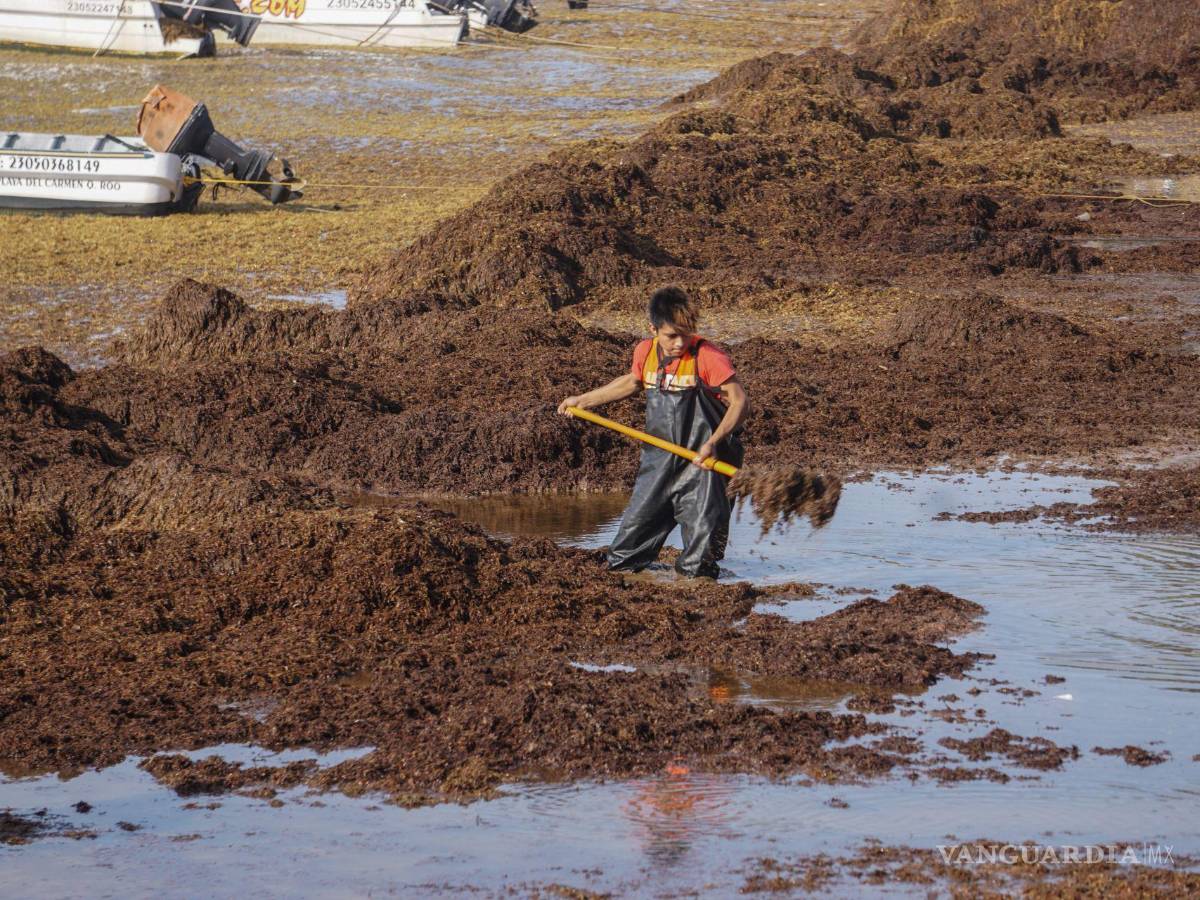 $!Esta mega alga al descomponerse emite un ácido sulfhídrico que en cantidades menores de este gas produce un olor como a ‘huevo podrido’.
