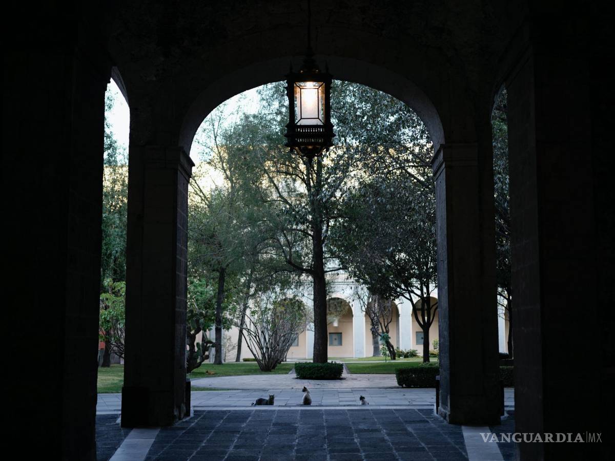 $!Tres gatos descansan en uno de los patios del Palacio Nacional en Ciudad de México.