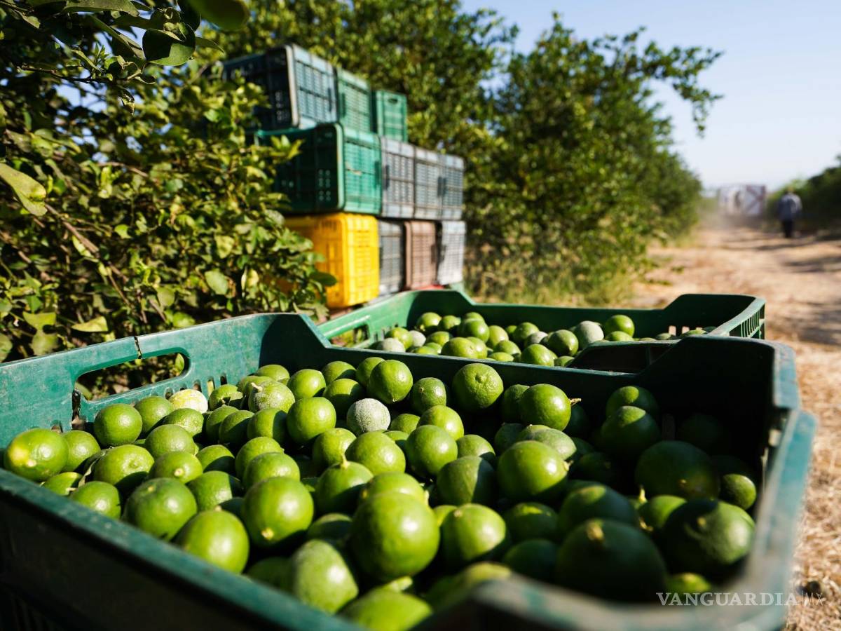 $!Se paraliza la industria limonera de Buenavista y Apatzingán por asesinato de empresario en Michoacán