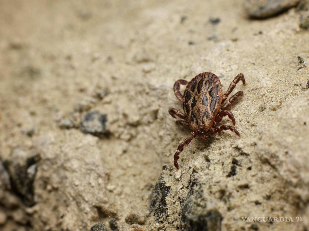 $!Elimina la maleza, las hojas secas y otros desechos.