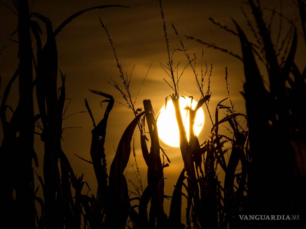 $!Luna de flor, de fresa, de ciervo...¿Cuándo serán todas las lunas llenas del año?