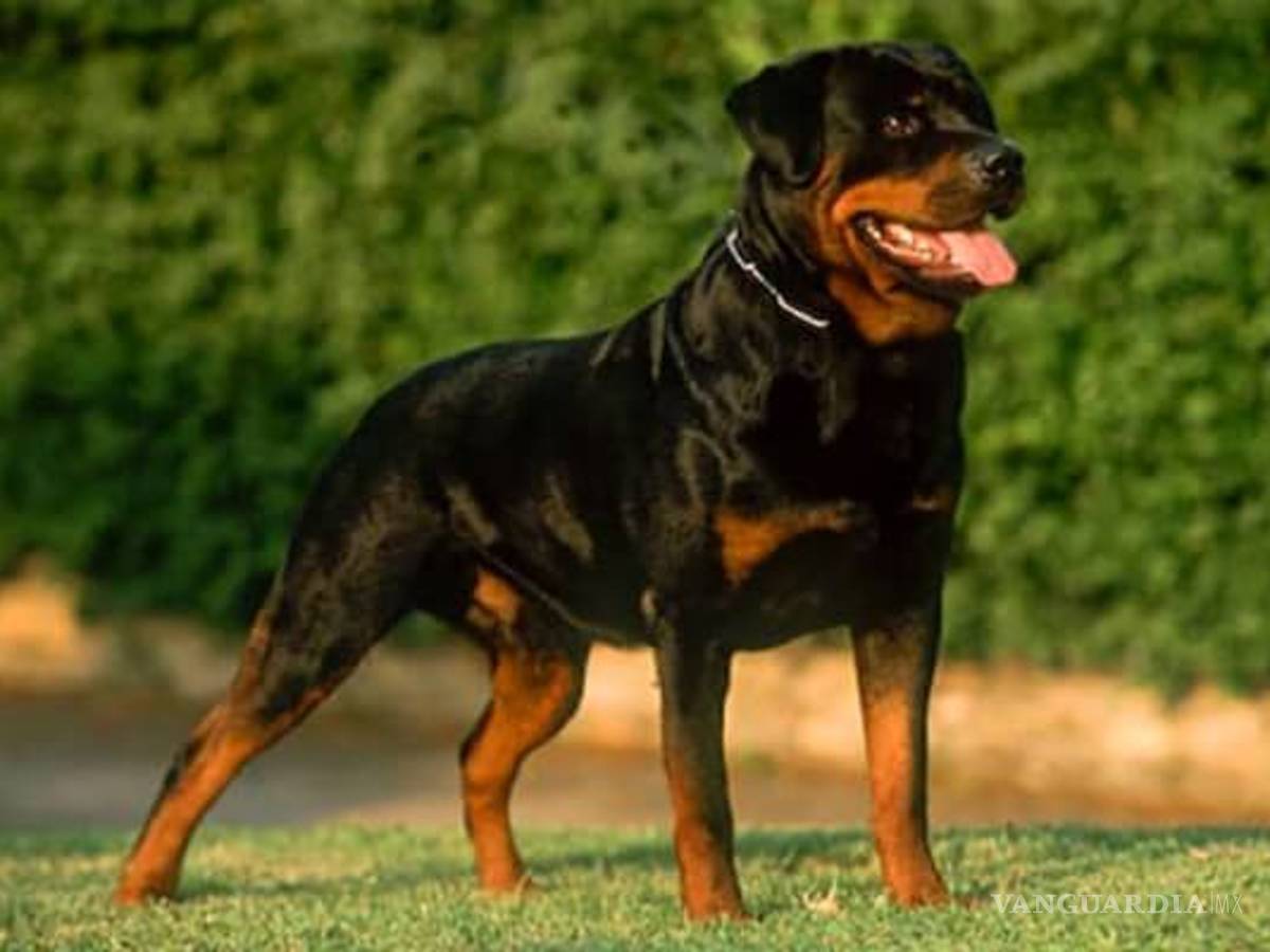 $!¿Cuáles son las 10 razas de perros más inteligentes?