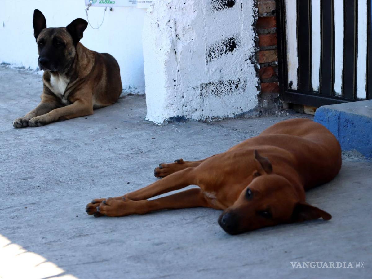 $!Gran número de perritos se encuentra sin hogar en las calles de Coahuila.