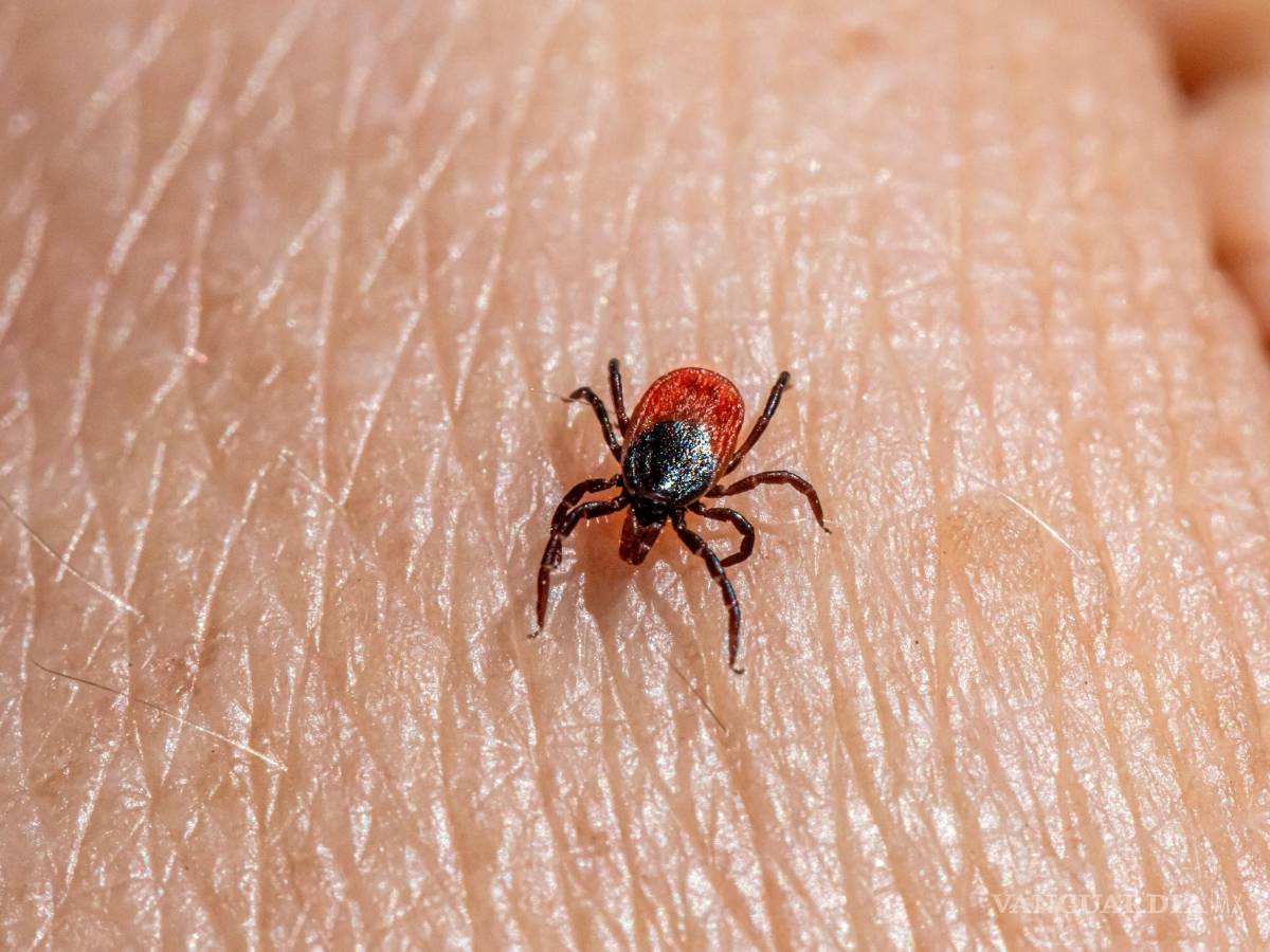 $!Estos parásitos no los mata ni el invierno: descubre cómo combatirlos