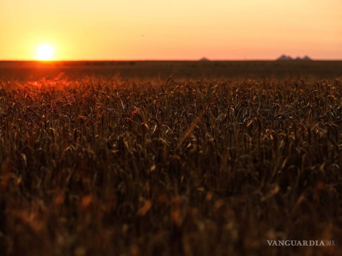 $!Atardecer en un campo de trigo en la región de Donetsk, Ucrania.