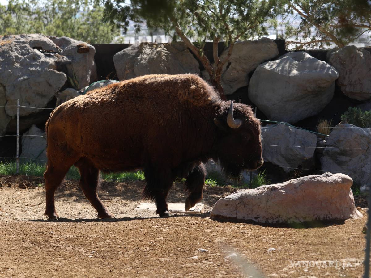 $!La colaboración con el Rancho El Uno en Janos, Chihuahua, es clave para el éxito de este proyecto de conservación.