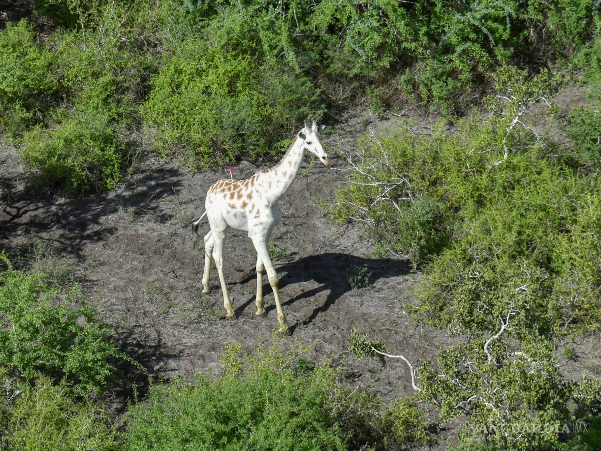 $!Última jirafa blanca del mundo estará controlada por GPS en Kenia