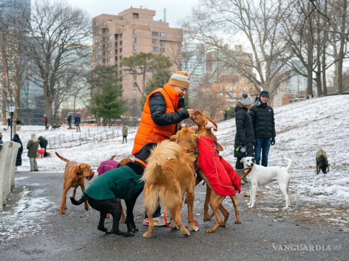 $!Perros en busca de un regalo en un área sin correa de Fort Greene Park en Brooklyn.