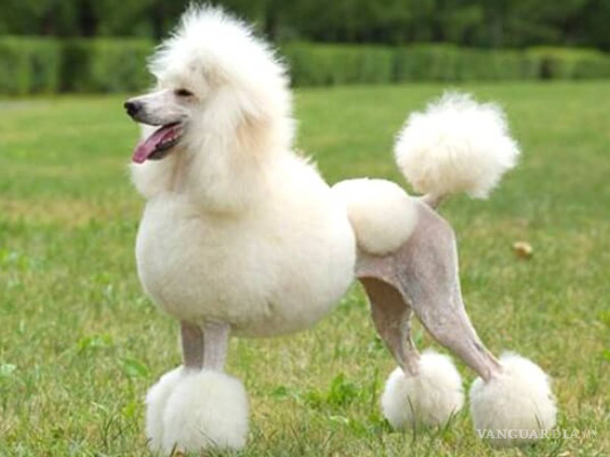 $!¿Cuáles son las 10 razas de perros más inteligentes?