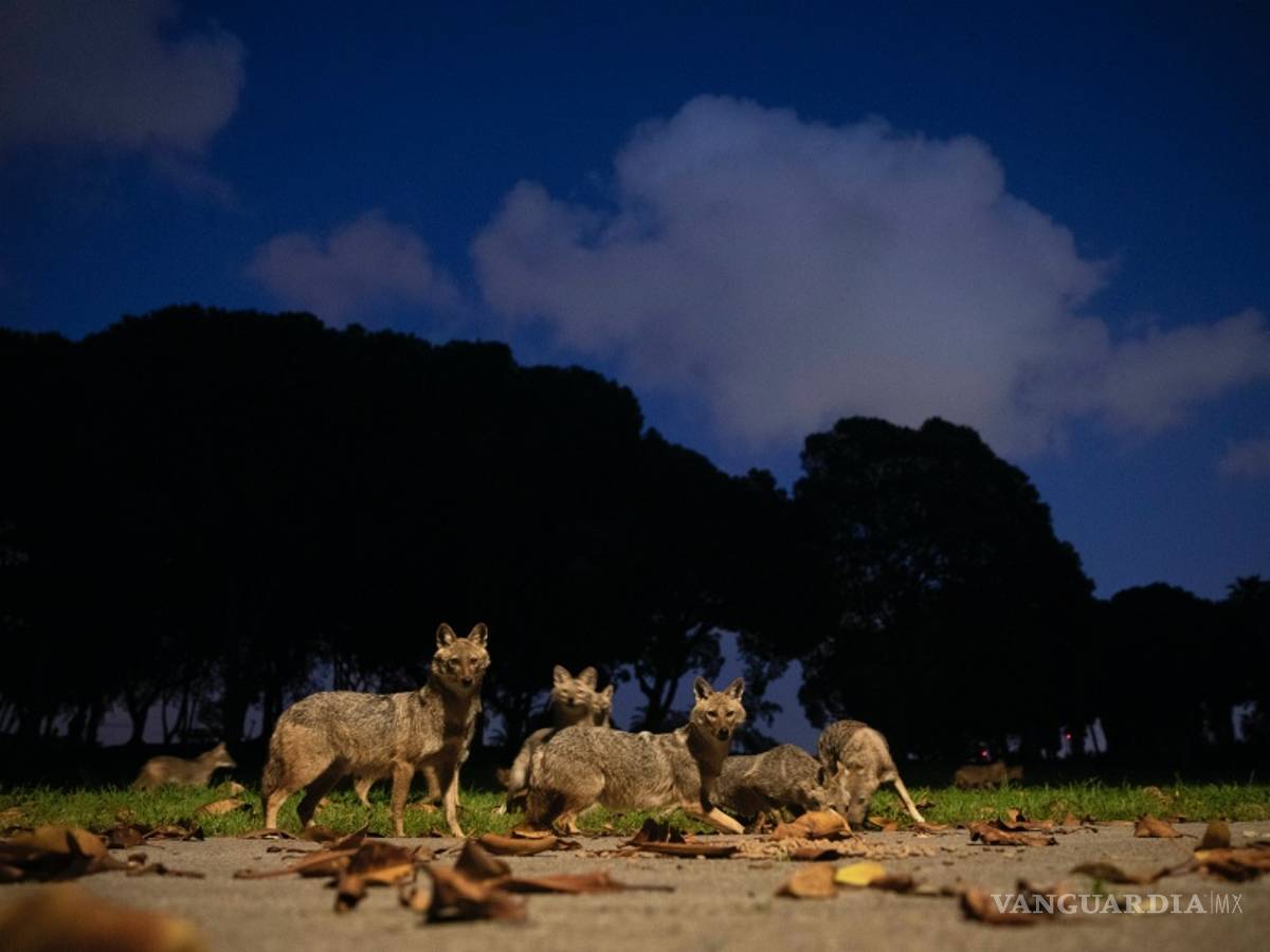 $!La Tierra, más salvaje y limpia gracias a las millones de personas que están en cuarentena por el COVID-19