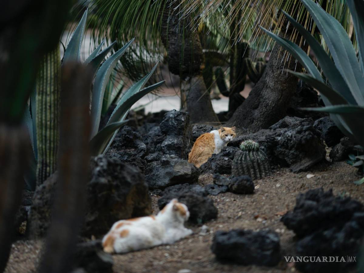 $!Gatos descansan en el jardín del Palacio Nacional en Ciudad de México, el jueves 4 de marzo de 2024.