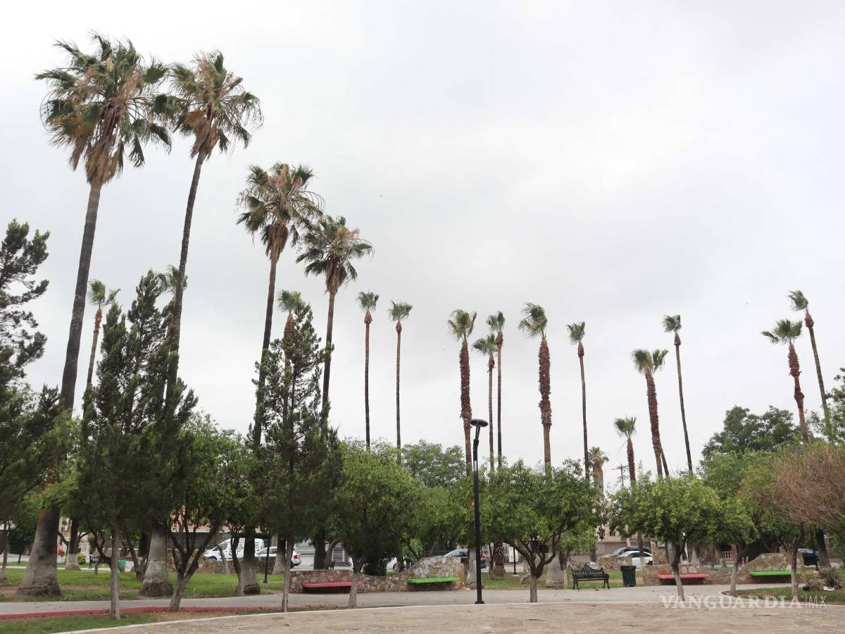 $!De acuerdo con los vecinos esas palmeras son el refugio de cientos de pericos serranos, y varias crías murieron durante la poda, lo mismo que algunos pájaros adultos, al realizarse las labores.