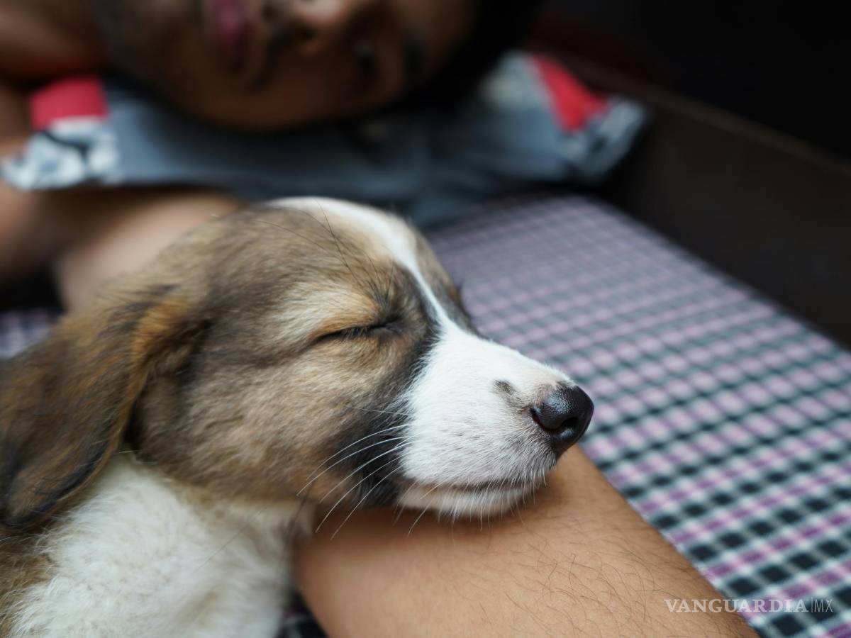 $!En al menos siete estados de EE. UU. se ha reportado esta infección canina. Los síntomas incluyen tos, fiebre, letargo y pérdida del apetito.