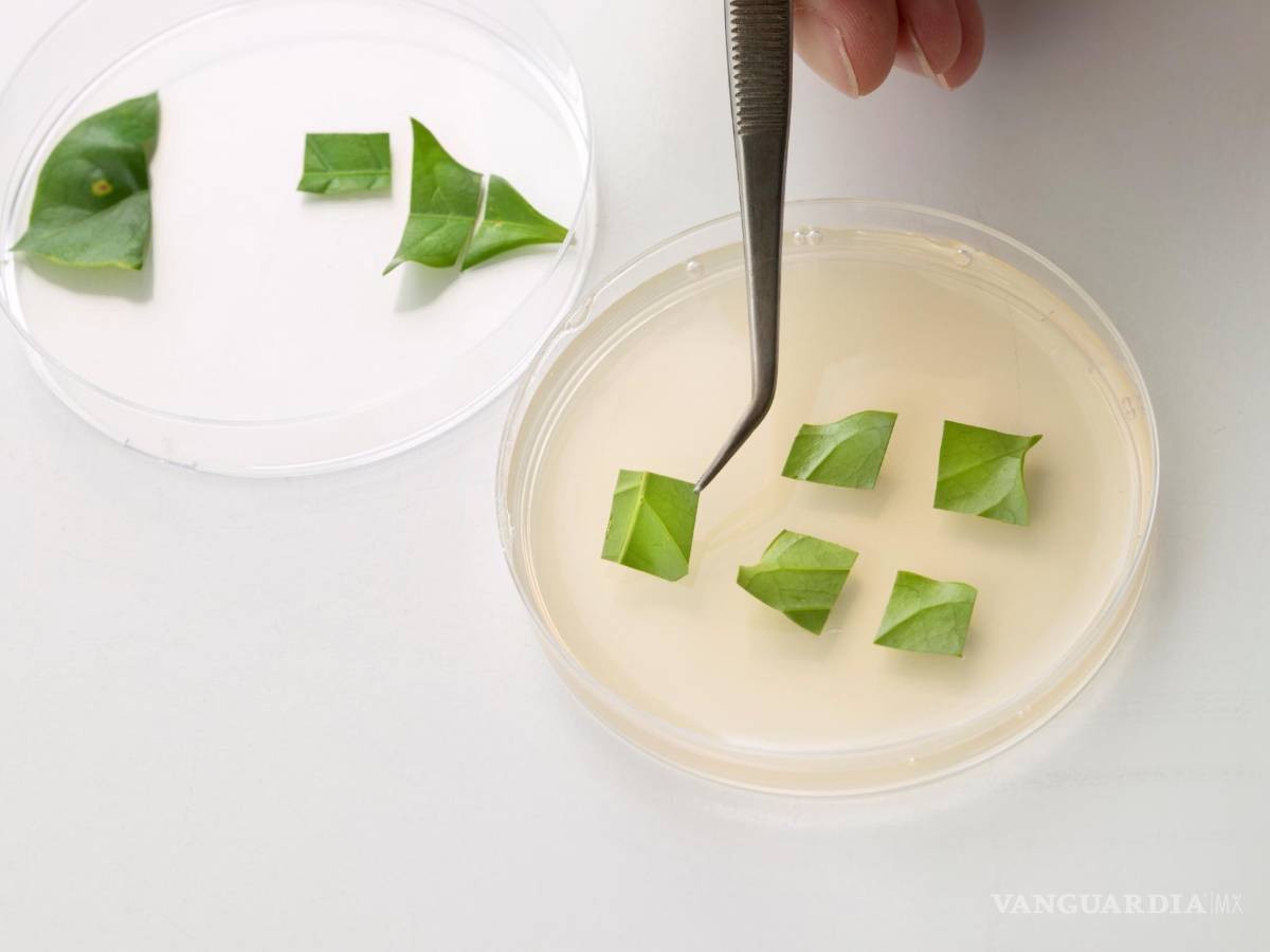 $!Café producido en biorreactor mediante agricultura celular, hojas. EFE/VTT