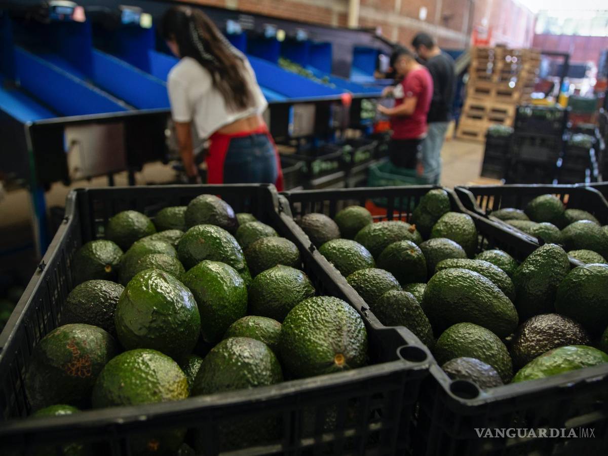 $!Aguacates en una planta de empaque en Uruapan, Michoacán. México y Canadá son dos de los mayores exportadores de frutas y verduras frescas a Estados Unidos.