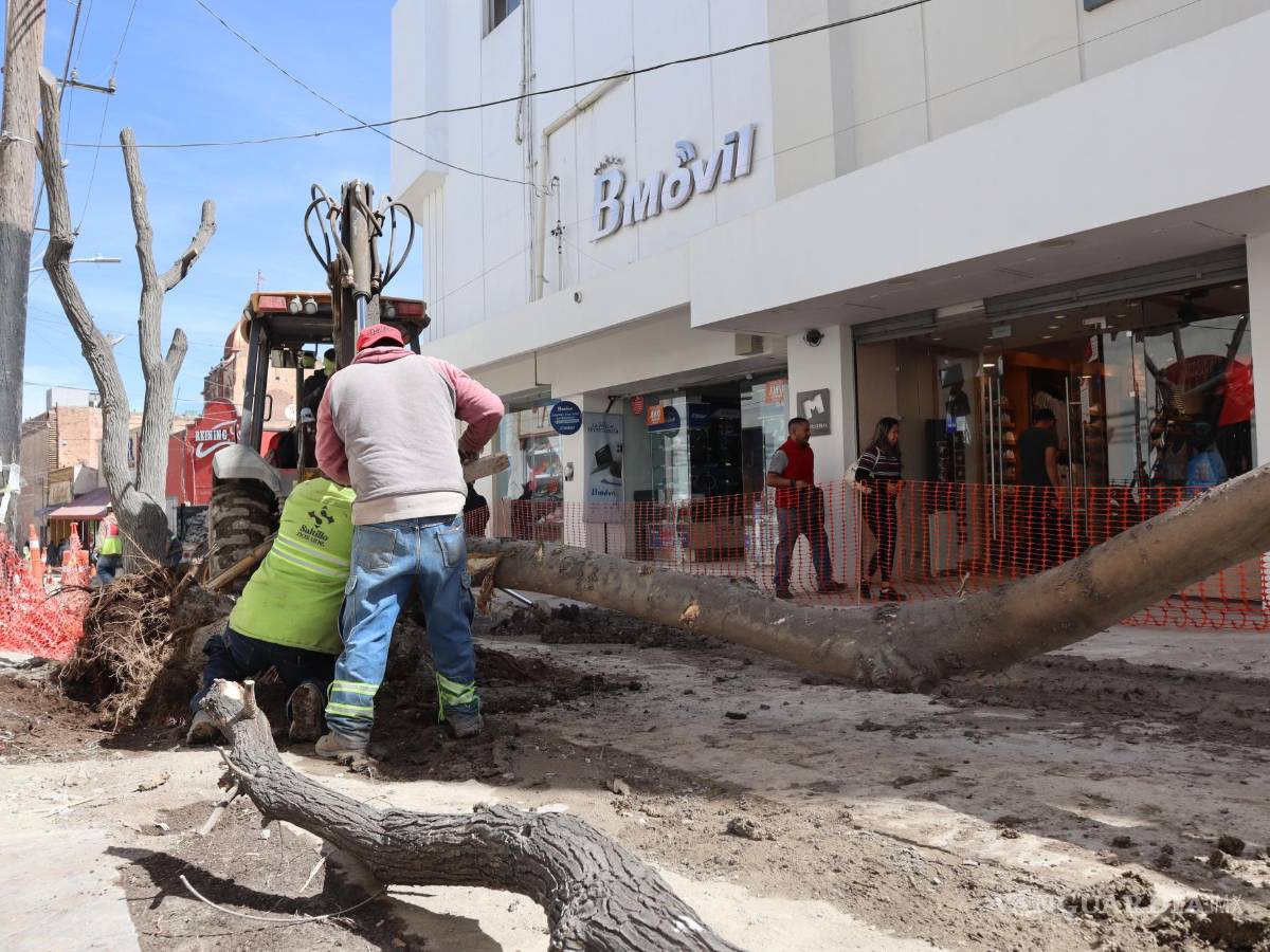 $!De acuerdo con trabajadores del Vivero Municipal, los ejemplares de más de 40 años llegaron dañados, pero se está haciendo lo posible para rescatarlos.