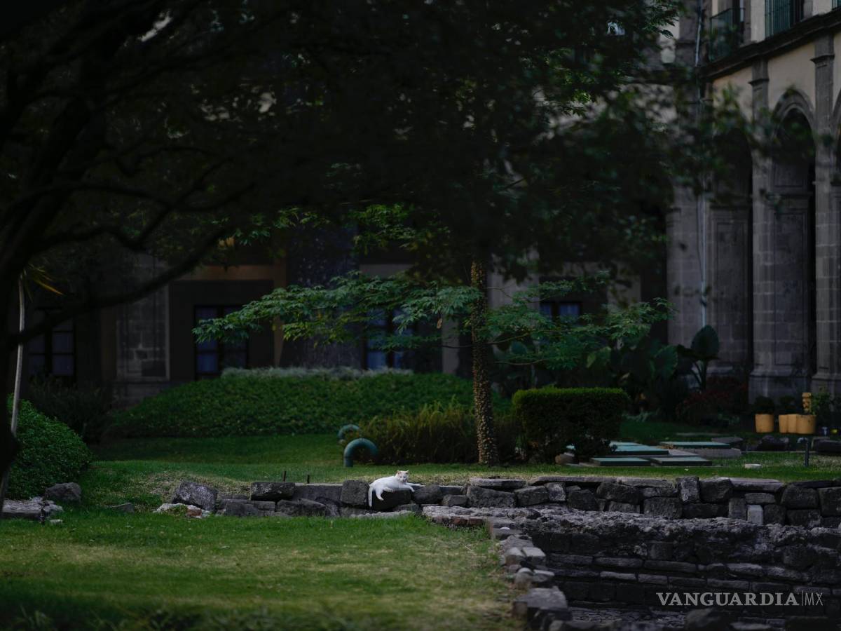 $!Coco descansa en el terreno del Palacio Nacional en Ciudad de México.
