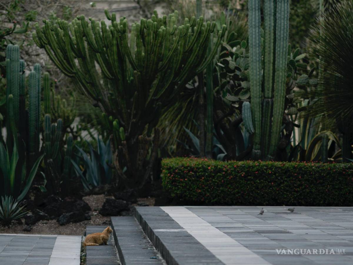 $!Un gato salvaje que vive en el terreno del Palacio Nacional acecha palomas en Ciudad de México.