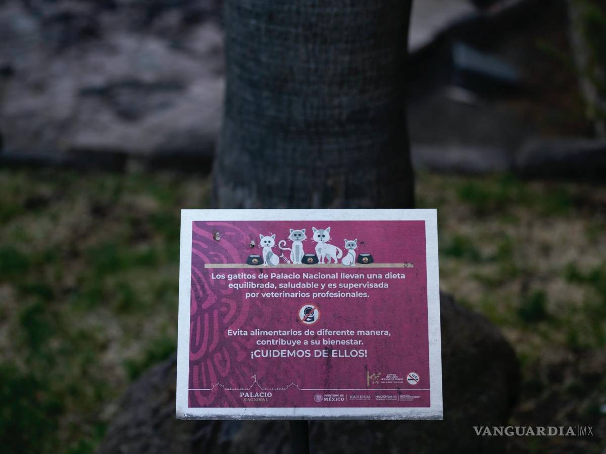 $!Un cartel advierte a los visitantes que eviten alimentar a los gatos que rondan el Palacio Nacional en Ciudad de México.