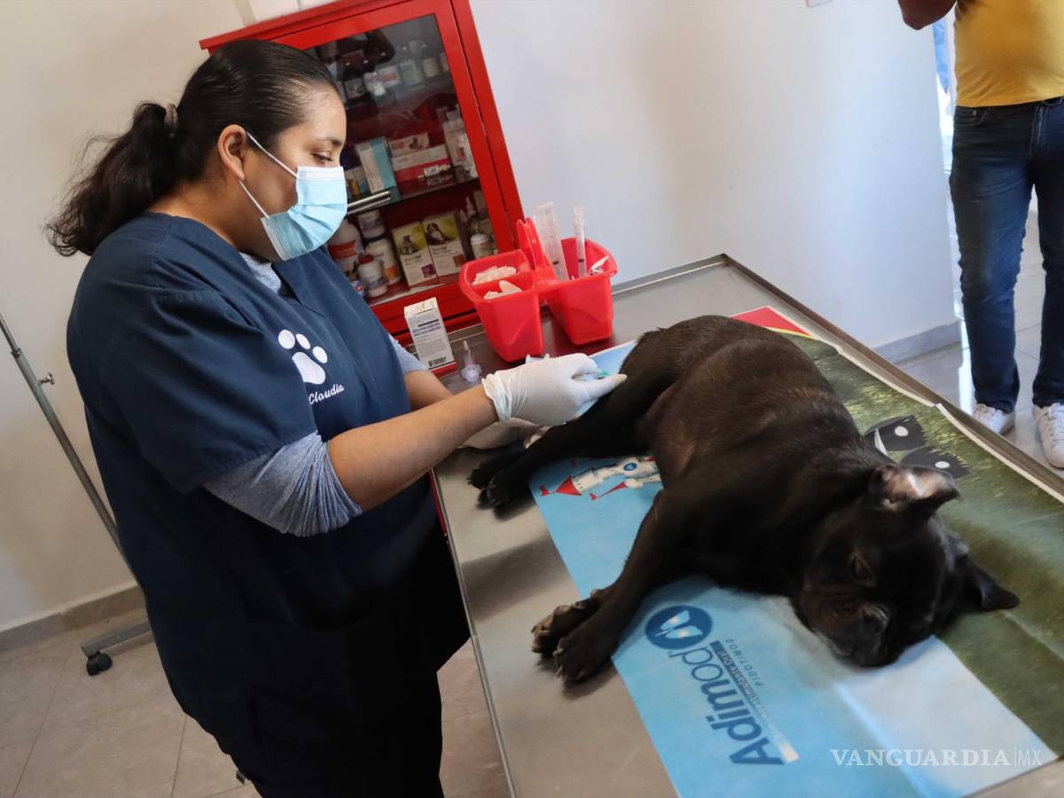 $!La doctora Claudia Vega acompañó al can en todo el tratamiento.