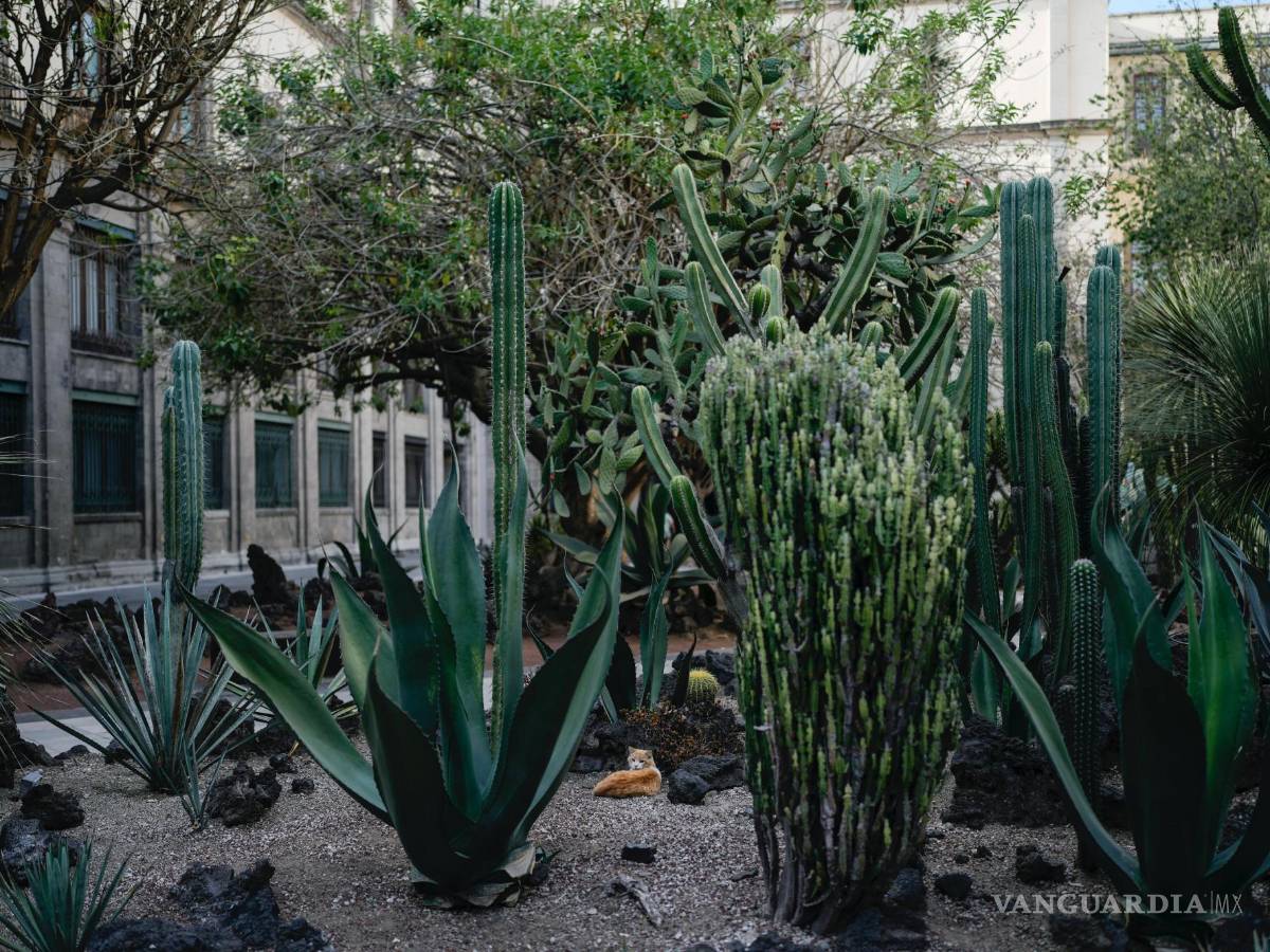 $!Rufino mira desde un jardín de cactus dentro del Palacio Nacional en Ciudad de México.
